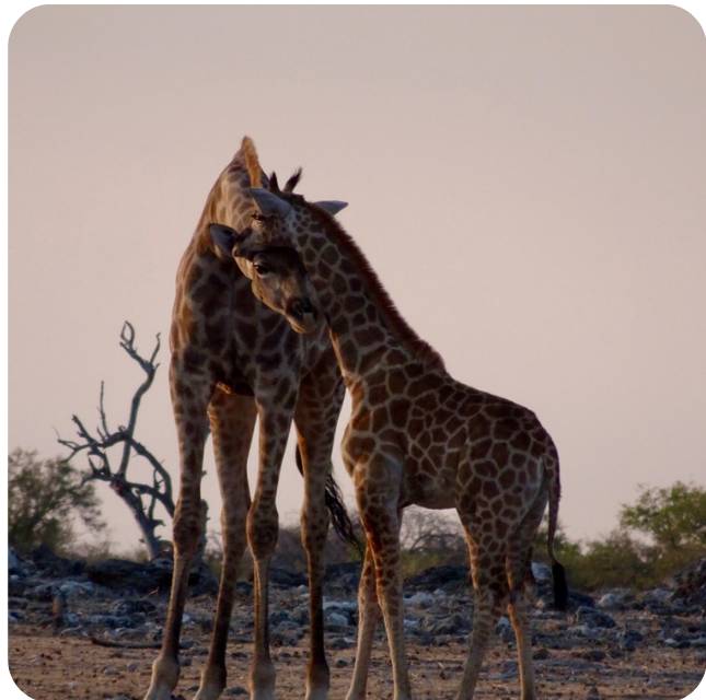 Giraffes in wild in Namibia study abroad trip